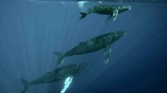 Three humpback whales swim near the sea surface in Hawaii. 