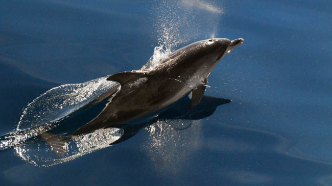 Atlantic spotted dolphin swims through the water.
