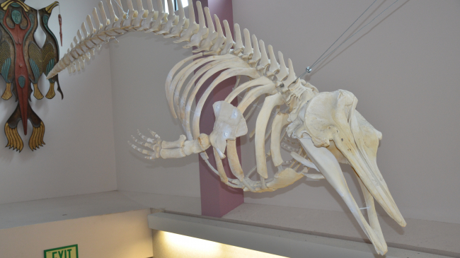 Newly discovered beaked whale specimen. 