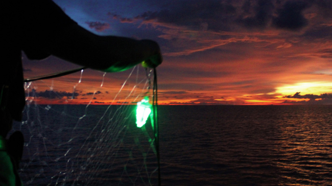 The sun sets as fishermen set out nets with green LED lights attached. 