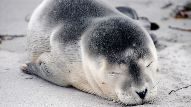 A photo of a harbor seal pup sleeping on a beach.