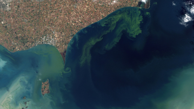 Satellite view of 2011 massive Lake Erie algal bloom, caused chiefly by phosphate runoff from agricultural fertilizer. 