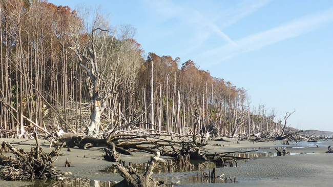 A "ghost forest" on Capers Island, South Carolina.
