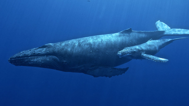 Humpback whales.
