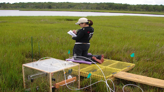 A graduate student at the Waquoit Bay National Estuarine Research Reserve documents the information from a gas chamber measuring carbon dioxide and methane exchange within the marsh for the Bringing Wetlands to Market project.