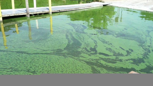 A harmful algal bloom in western Lake Erie.