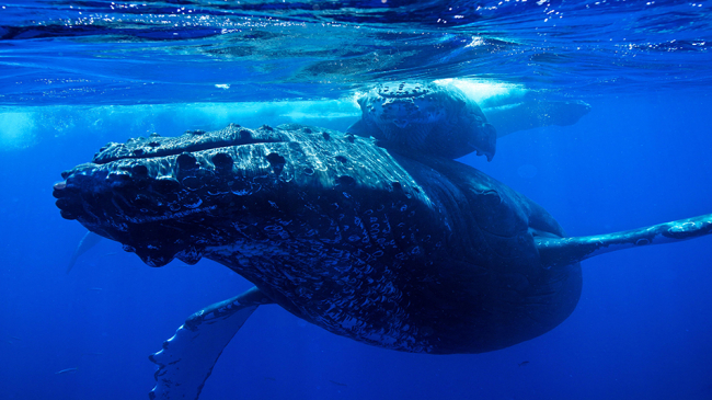 A humpback whale mother and calf swimming underwater are just some of the many marine organisms that rely on sound and hearing for their survival.  Increases in noise from human activity is a rising concern for the health of marine ecosystems.