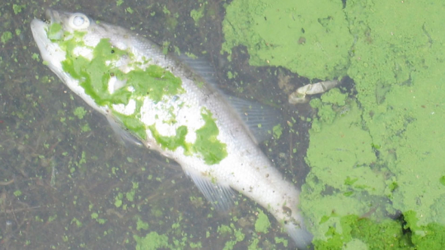 A dead fish surrounded by green algae (harmful algal bloom) in Lake Erie.