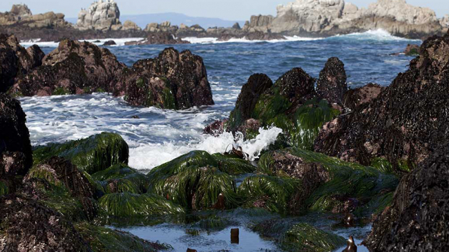 A tidepool in Monterey Bay National Marine Sanctuary.