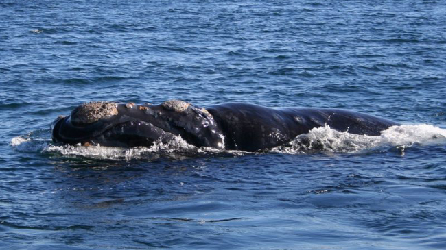 An endangered North Atlantic right whale swims near the ocean surface. 
