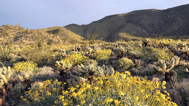 A springtime scene at Anza-Borrego Desert State Park in Southern California, taken in March 2017. According to NOAA's Spring 2018 Outlook, forecasters expect drought to persist in the U.S. Southwest and south-central Plains during the next three months.
