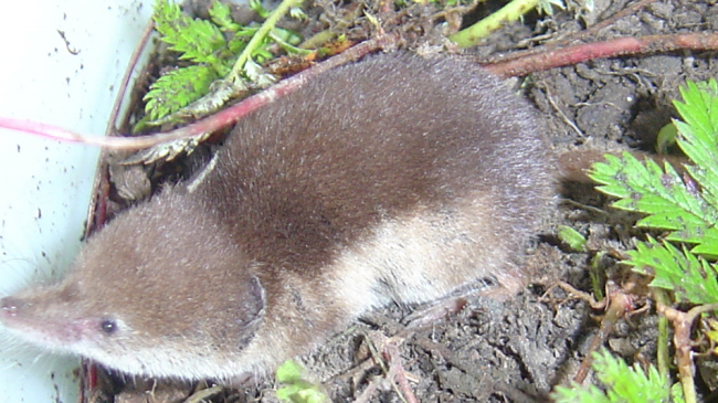 Recent shifts in the population of small mammals, such as shrews, may be the signs of broader consequences of environmental change.