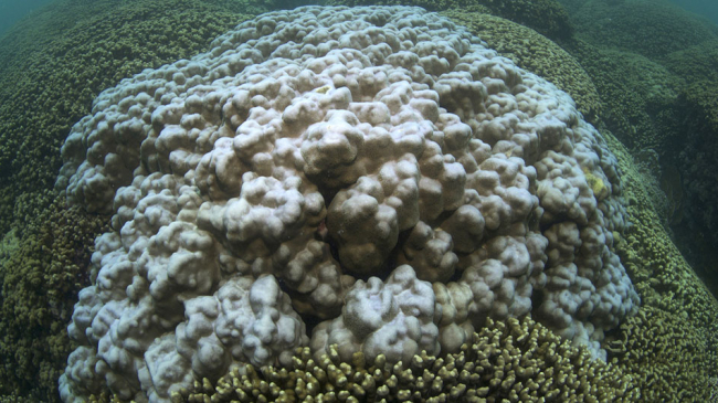 A coral in August 2015 at the start of the worst bleaching event the main Hawaiian Islands have ever experienced.