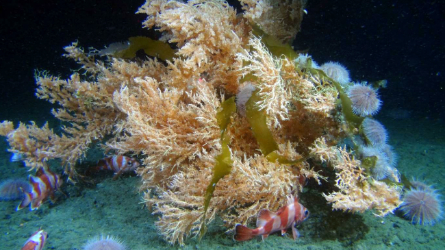 Deep-sea coral with Alaskan rockfish.