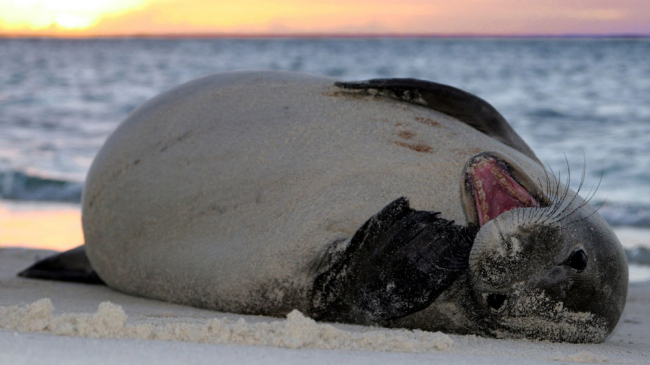 Endangered Hawaiian monk seal at sunset