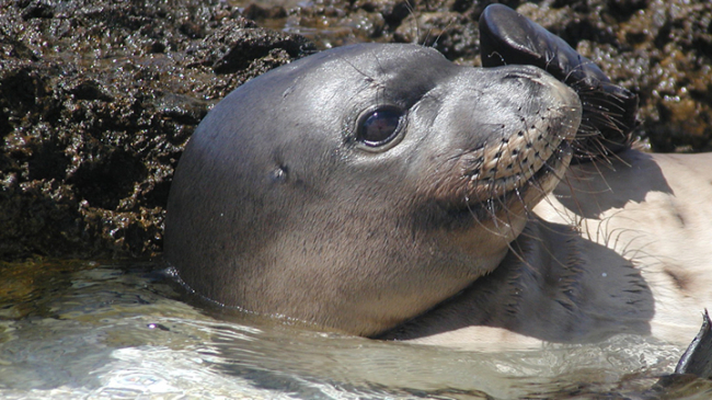 The Hawaiian Monk seal is one of the top endangered species NOAA Fisheries is focusing on. 