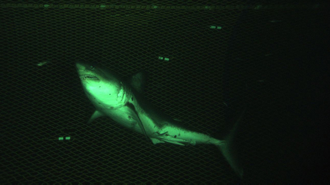 Salmon shark caught on CamTrawl underwater camera.