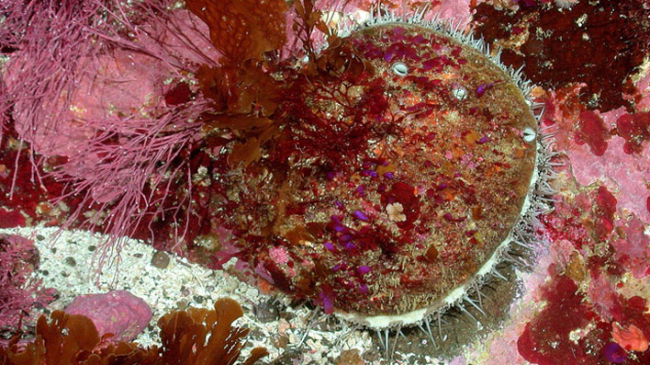 White abalone in the southern California Bight captured from a remotely operated vehicle (ROV).
