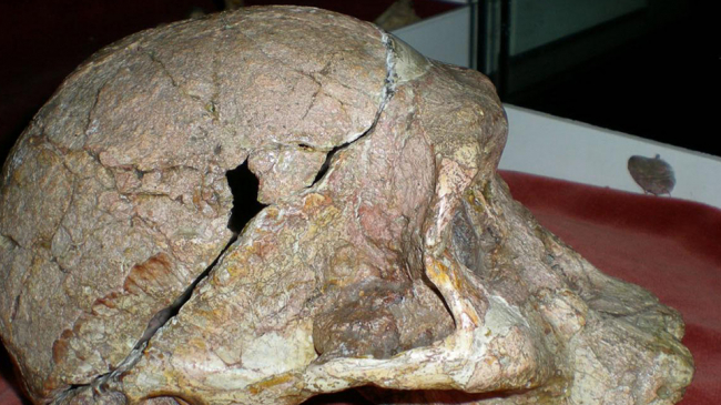 Nicknamed "Mrs. Ples," this fossil skull belongs to the human ancestor Australopithecus africanus. 
