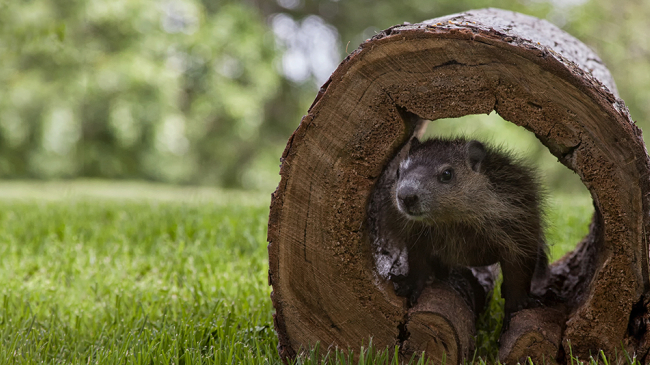This isn't Punxsutawney Phil, but he (or she) sure is cute.
