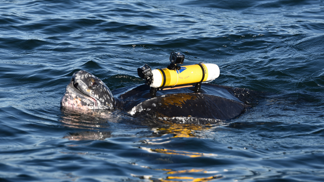 A leatherback sea turtle at the surface wearing its transponder tag. 