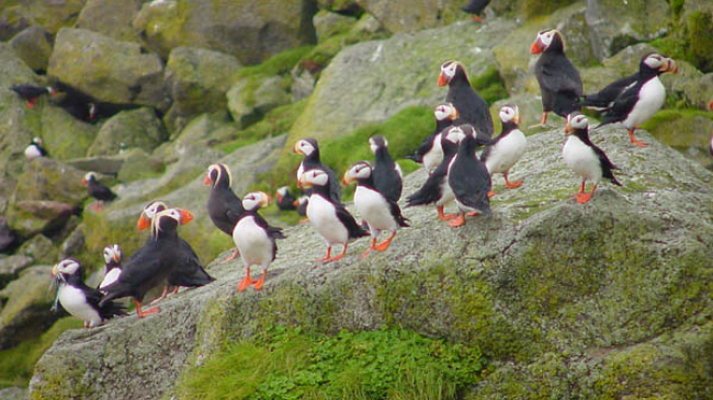The Alaska Maritime National Wildlife Refuge, which includes habitat for puffins in its territory, is part of the National Marine Protected Area Inventory List.