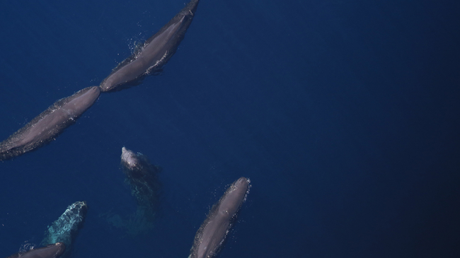 Aerial photo of sperm whales taken during an AMAPPS survey aboard the NOAA Twin Otter. 