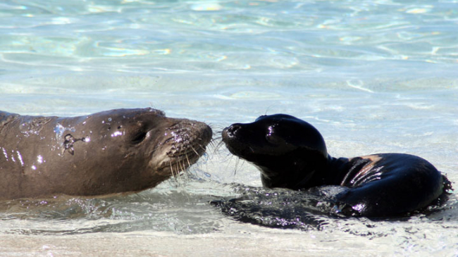 Hawaiian monk seals, listed as endangered, are one of the eight 'Species in the Spotlight' that are the focus of the new five-year action plans released by NOAA.
