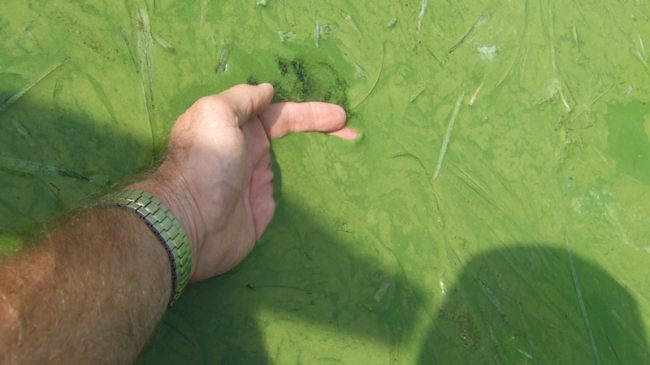 Harmful algal blooms caused by nutrient runoff into the lake are common in Lake Erie. Sea Grant puts the latest research on mitigating harmful algal blooms into the hands of community water resource managers.