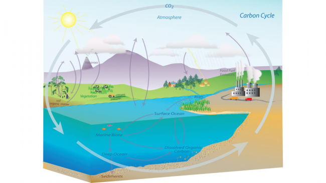 A diagram of the carbon cycle with arrows showing the movement of carbon through a landscape with plants and animals, mountains and a volcano, a river leading to the ocean, and an industrial area. Carbon moves in and out of our atmosphere, ocean, waterways, and soil through burning fossil fuels, precipitation, fires, vegetation, volcanoes, and organic processes.