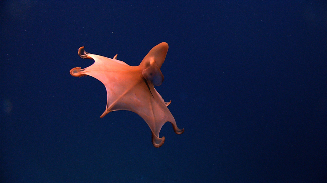This rare dumbo octopus often called the Blind Octopod due to the lack of a lens and reduced retina in its eyes was observed in the deep waters surrounding Puerto Rico in 2015.