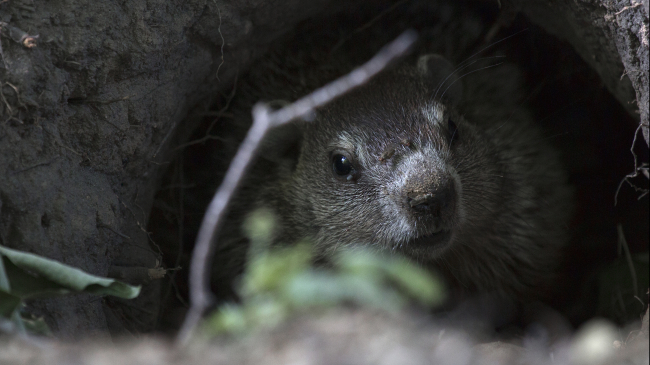This curious groundhog isn't Punxsutawney Phil, but he (or she) sure is cute.