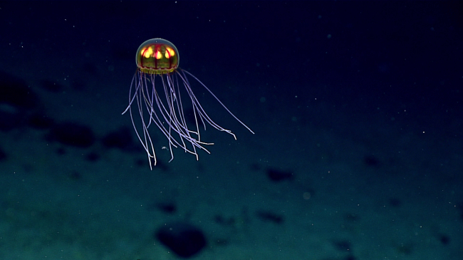 This stunningly beautiful jellyfish was seen at a depth of ~3,700 meters during a dive by NOAA Ship Okeanos Explorer's remotely operated vehicle to the informally named "Enigma Seamount."  April 24,2016. 
