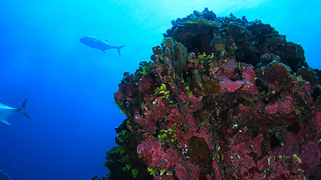 Coral and Ulua found in the Papahānaumokuākea Marine National Monument.