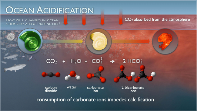 A pteropod shell is shown dissolving over time in seawater with a lower pH. The image reads: Ocean acidification. How will changes in ocean chemistry affect marine life? CO2 absorbed from the atmosphere [into the ocean]. The chemical equation for carbon dioxide mixing with seawater shows how carbonate ions impedes calcification in pteropods.