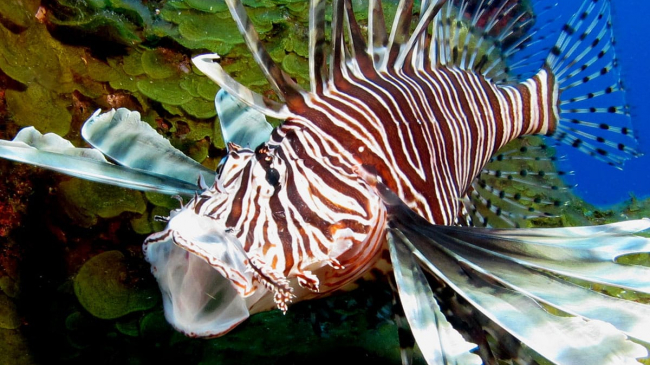 An invasive lionfish in Florida Keys National Marine Sanctuary.