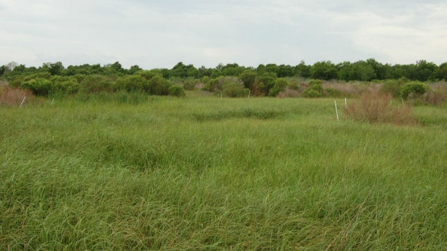 Freshwater diversion in part of the Pointe-aux-Chenes Wildlife Management Area, Terrebonne Parish, Louisiana. 
