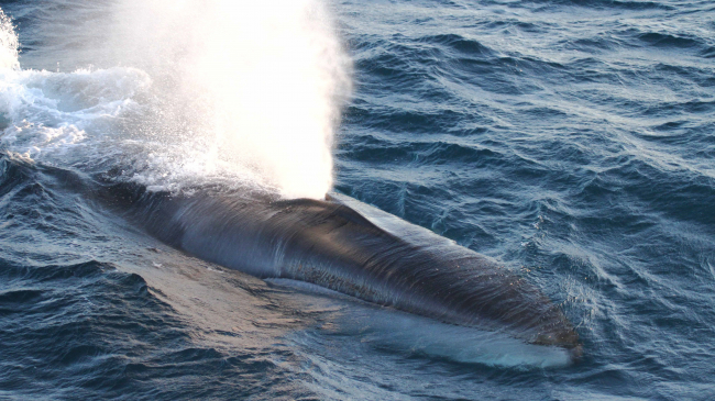Photo: Fin whales are the second largest species of whale, sleek and streamlined in shape, and can be distinguished by their asymmetrical head coloration. The left lower jaw is mostly dark while the right jaw is mostly white.
