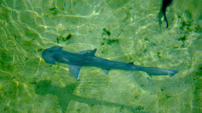 Sea Grant is funding new research on highly migratory species, such as this Bonnethead shark, to improve its sustainable management. (October 2019 story.)