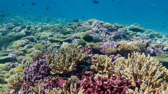 Corals thrive and support a wide diversity of reef fish in the sunny, shallow water at Baker reef in the Pacific Remote Islands.