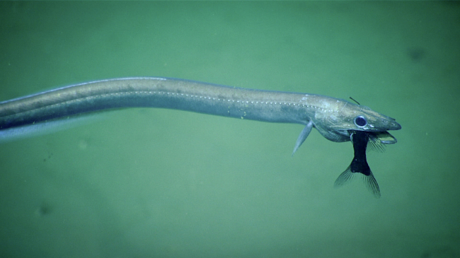 This synaphobranchid eel was documented preying on a fish during Dive 16 of NOAA's Windows to the Deep 2019, a recent expedition also to waters of the U.S. Southeast.