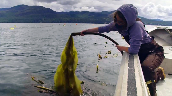 Barnacle Foods is growing and harvesting bull kelp in Alaskan waters. 
