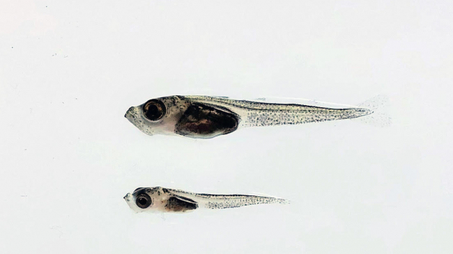 Arctic cod surviving to the juvenile stage were smaller and in poorer condition five months after embryos were exposed to oil. Top fish experienced clean seawater whereas bottom fish was exposed to brief, low concentrations of dispersed oil during egg development.