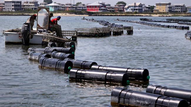 Workers tend cages used to raise shellfish at Cherrystone Aqua-Farms, located off Cape Charles in Virginia.