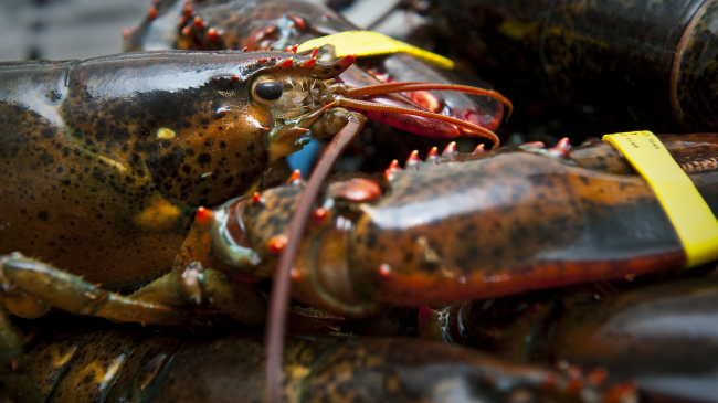 New Hampshire Sea Grant is studying lobster and lobster industry