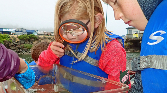 A child looks through a magnifying glass to investigate what can be seen in a sample of seawater.