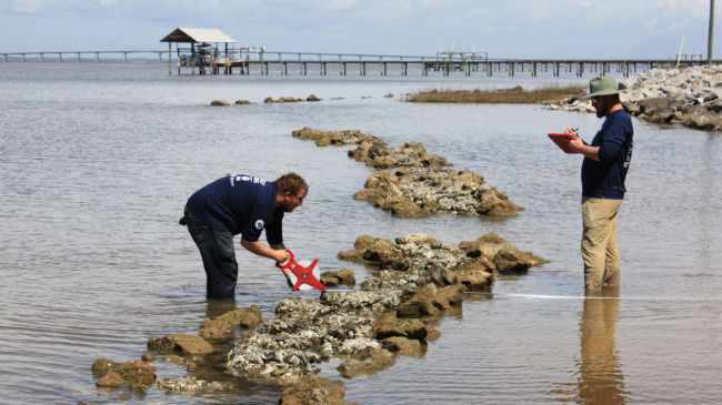 Two people stand in shallow water. One is measuring with a measuring tape and the other is holding a clipboard.