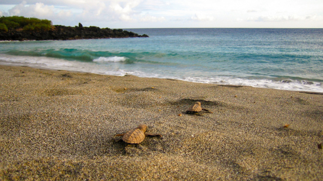 Hawksbill hatchlings making their way to the ocean in Hawaii.
