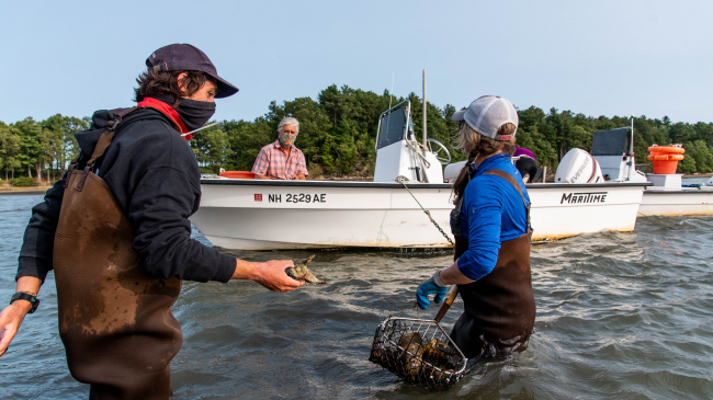 Krysten Ward, owner of Choice Oysters in Great Bay, New Hampshire (in waders) discusses oyster restoration and the impacts of COVID-19 on her farm with Alex Gross (also in waders) and Steve Jones (in the vessel) both of New Hampshire Sea Grant. 