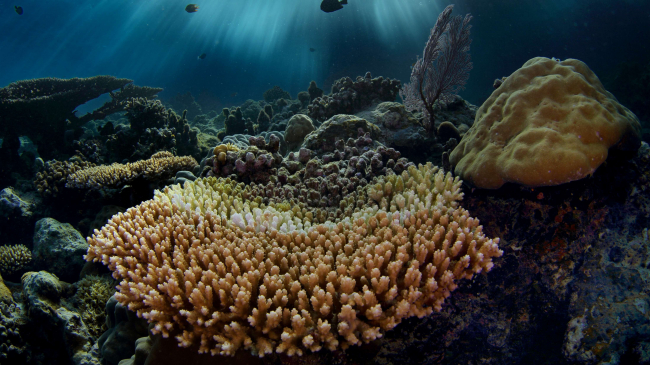A shallow coral reef community in Palau National Marine Sanctuary.